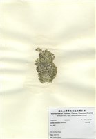 藏品(軟粉枝藻)的圖片